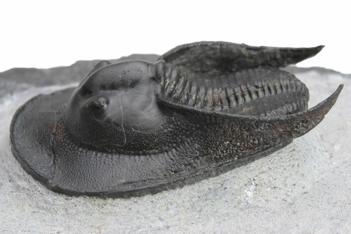 Harpes (Scotoharpes) Trilobite - Boudib, Morocco #226077